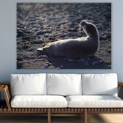 Mammal Animal in Beach Photograph Print 100% Australian Made