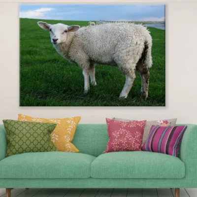 Sheep on Grass Field Closeup Photograph Print 100% Australian Made