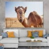 Camel Face Closeup Photograph Print 100% Australian Made