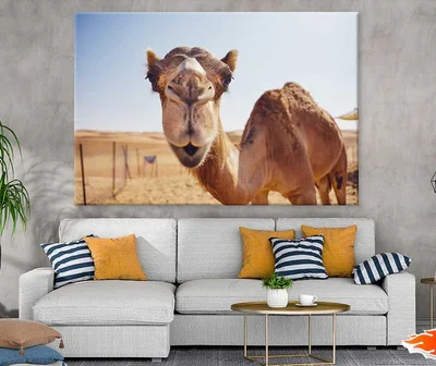 Camel Face Closeup Photograph Print 100% Australian Made