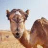 Camel Face Closeup Photograph Print 100% Australian Made - Image 3