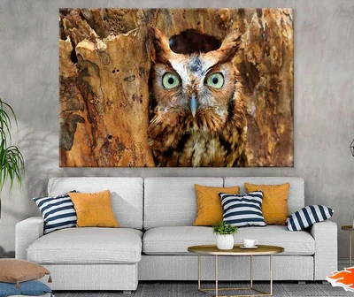 Eastern Screech Owl Photograph Print 100% Australian Made