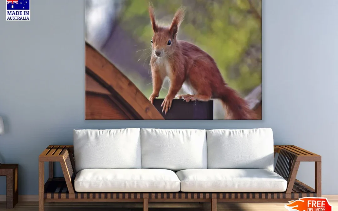 Red Squirrel Closeup Photograph Print 100% Australian Made