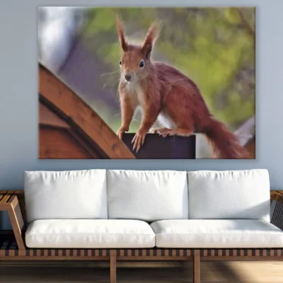 Red Squirrel Closeup Photograph Print 100% Australian Made
