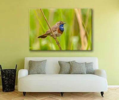 Bella Home Male Bluethroat Perched on Reed Print Canvas Ready to hang