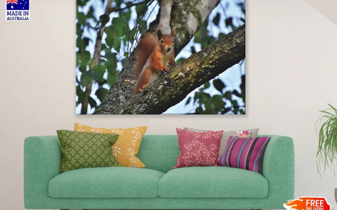 Red Squirrel on Tree Closeup Photograph Print 100% Australian Made