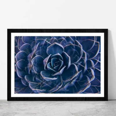 Succulent Rock Rose Closeup Glass Framed Wall Art, Ready to Hang Quality Print