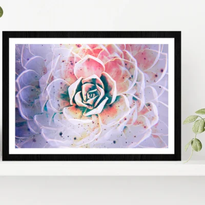 White Mexican Rose closeup Glass Framed Wall Art, Ready to Hang Quality Print