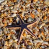 Starfish on Sea Shell Closeup Photograph Print 100% Australian Made - Image 3