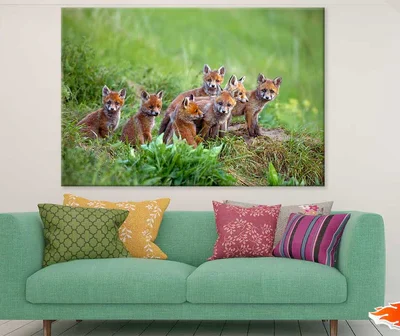 Red Fox Cubs Grass Field View Photograph Print 100% Australian Made