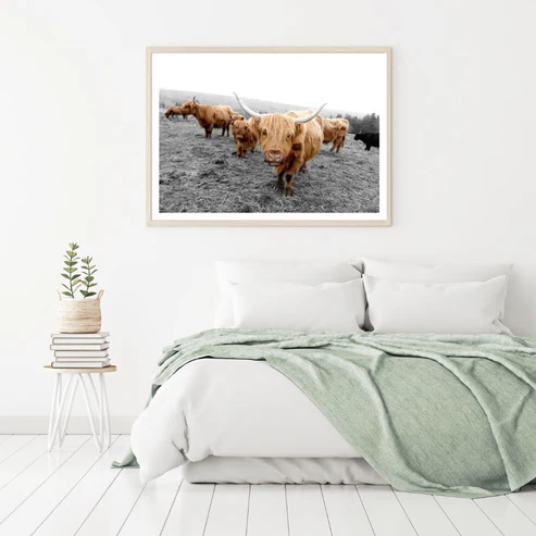 Highland Cow Herd on Field Photograph Home Decor Premium Quality Poster Print Choose Your Sizes