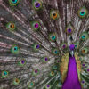 Peacock Closeup Photograph Home Decor Premium Quality Poster Print Choose Your Sizes - Image 2