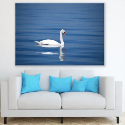 White Swan Bird on Sea Photograph Print 100% Australian Made