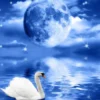 Swans on Lake Night View Home Decor Premium Quality Poster Print Choose Your Sizes - Image 2