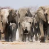 Elephant Pack Walking Photograph Home Decor Premium Quality Poster Print Choose Your Sizes - Image 2