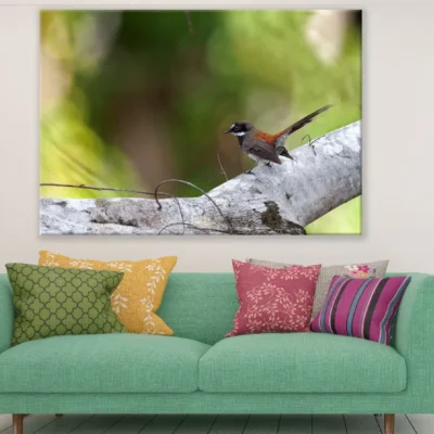 Bird on Tree Branch Closeup Photograph Print 100% Australian Made