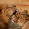 Lion & Lioness Portrait View Home Decor Premium Quality Poster Print Choose Your Sizes - Image 2