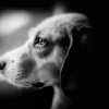 Orange Eye Dog B&W View Photograph Home Decor Premium Quality Poster Print Choose Your Sizes - Image 3