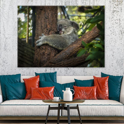 Koala Bear on Tree Photograph Print 100% Australian Made