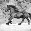 Running Horse B&W View Photograph Print 100% Australian Made - Image 2