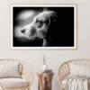 Orange Eye Dog B&W View Photograph Home Decor Premium Quality Poster Print Choose Your Sizes - Image 2