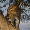 Jaguar in a Tree Closeup Photograph Print 100% Australian Made - Image 3