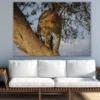 Jaguar in a Tree Closeup Photograph Print 100% Australian Made - Image 2