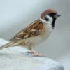 Sparrow Bird Closeup Photograph Print 100% Australian Made - Image 3