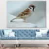 Sparrow Bird Closeup Photograph Print 100% Australian Made