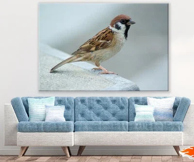 Sparrow Bird Closeup Photograph Print 100% Australian Made