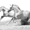 Horses Running B&W Photograph Home Decor Premium Quality Poster Print Choose Your Sizes - Image 2