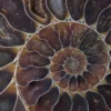 Bella Home Fossil Shell Macro Texture Art Design Print Canvas Ready to hang - Image 3
