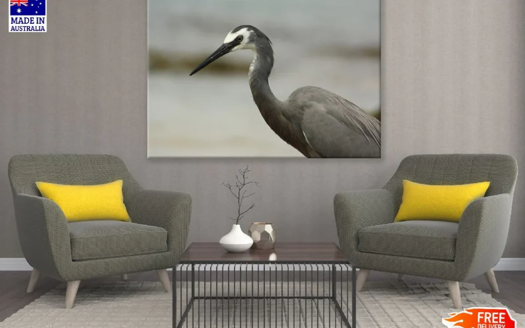 White Faced Heron Closeup Photograph Print 100% Australian Made