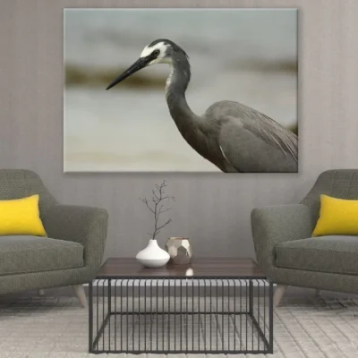 White Faced Heron Closeup Photograph Print 100% Australian Made