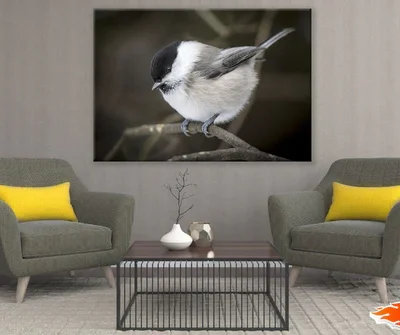 Willow Tit Bird on Tree Branch Closeup Photograph Print 100% Australian Made