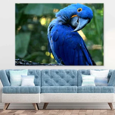 Blue Macaw Closeup Photograph Print 100% Australian Made