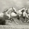 Running Horses B&W Photograph Home Decor Premium Quality Poster Print Choose Your Sizes - Image 2