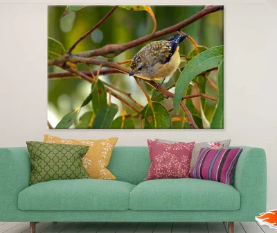 Small Hummingbird Photograph Print 100% Austra