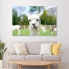 Close Up of White Alpaca Acrylic Glass Print Tempered Glass Wall Art 100% Made in Australia Ready to Hang - Image 3