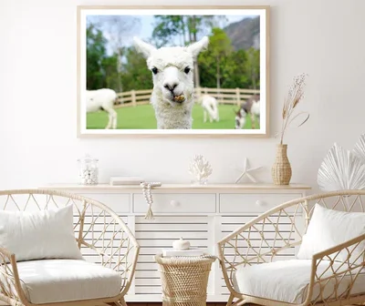 Close Up of White Alpaca Home Decor Premium Quality Poster Print Choose Your Sizes