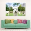 Close Up of White Alpaca Acrylic Glass Print Tempered Glass Wall Art 100% Made in Australia Ready to Hang - Image 2