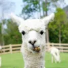 Close Up of White Alpaca Acrylic Glass Print Tempered Glass Wall Art 100% Made in Australia Ready to Hang - Image 5