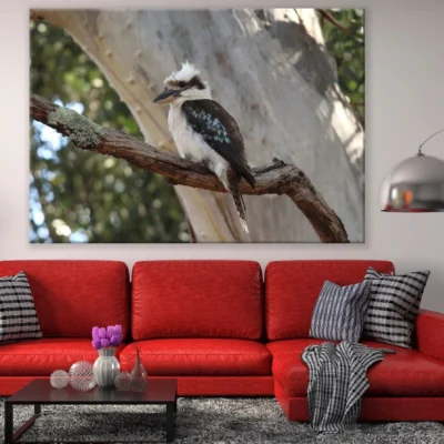Kookaburra on Tree Branch Closeup Photograph Print 100% A