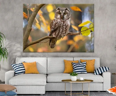 Owl on Branch View Photograph Print 100% Australian Made