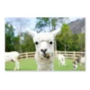 Close Up of White Alpaca Acrylic Glass Print Tempered Glass Wall Art 100% Made in Australia Ready to Hang - Image 4