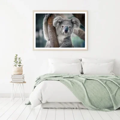 Koala Bear on a Tree Photograph Home Decor Premium Quality Poster Print Choose Your Sizes