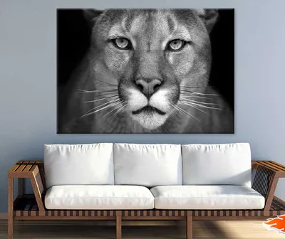 Florida panther Face Closeup B&W Photograph Print 100% Australian Made