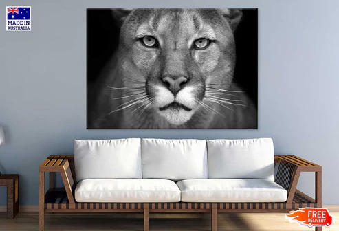Florida panther Face Closeup B&W Photograph Print 100% Australian Made