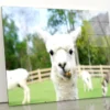 Close Up of White Alpaca Acrylic Glass Print Tempered Glass Wall Art 100% Made in Australia Ready to Hang
