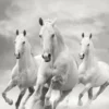 Running Horses B&W Photograph Home Decor Premium Quality Poster Print Choose Your Sizes - Image 2